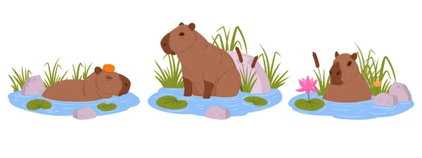 stock vector Semi-aquatic capybara. Cartoon cute capybaras sitting in water, funny wild animals. Herbivore mammal rodent flat vector illustration set