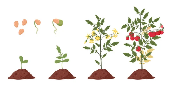 トマト植物の成長段階 漫画トマトの芽 ブッシュとトマトの果物 農業プラント成長期平面ベクトル図セット — ストックベクタ