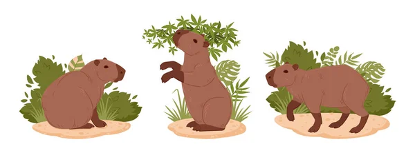 Cartoon Herbivore Capybara Mamíferos Silvestres Hábitat Natural Conjunto Ilustración Vectorial — Vector de stock