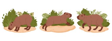 Capybara vektörü ayarlandı. Doğal ortamdaki vahşi otçul memeliler çizgi filmi. Yarı-su capybaras düz vektör illüstrasyon koleksiyonu