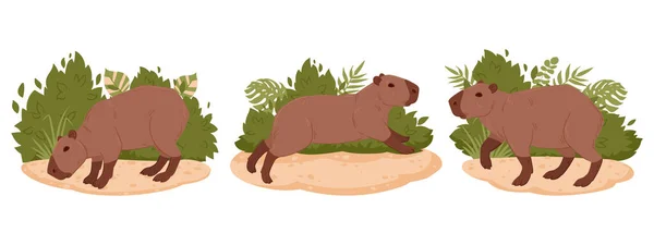 Juego Vectores Capybara Dibujos Animados Mamíferos Herbívoros Silvestres Hábitat Natural — Vector de stock