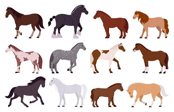 Cavalos Desenhos Animados Animais Domésticos Cavalo Pônei Raças Diferentes Fazenda —  Vetores de Stock
