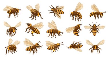 Bal arısı takımı. Çizgi film uçan böcekler, kanatlı bal arısı, şirin çizgili yaban arısı böcekleri düz vektör illüstrasyon koleksiyonu. Arı böcekleri