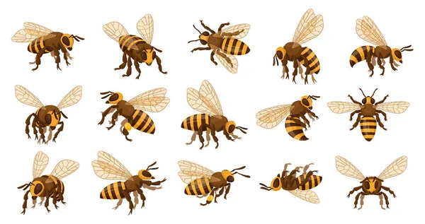 Honey Bee Set Cartoon Flying Insects Winged Honeybee Cute Striped — Stock Vector