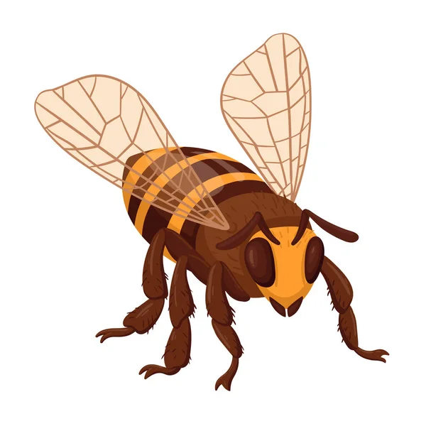 亲爱的蜜蜂卡通飞蜂昆虫 条纹可爱昆虫 白色背景下的翼形大黄蜂平面矢量图解 — 图库矢量图片