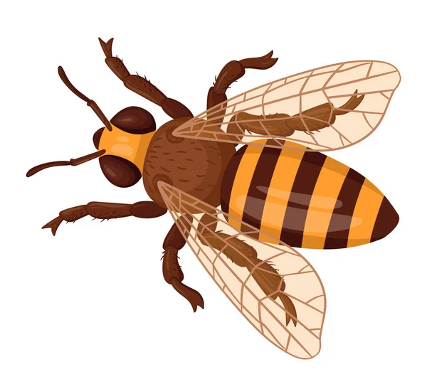 卡通蜜蜂 蜜蜂昆虫 条纹大黄蜂 白色背景下的带翅膀爬蜂平面矢量图解 — 图库矢量图片