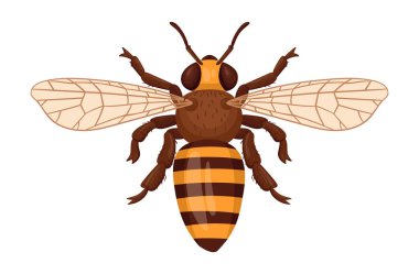 Bal arısı manzaralı. Çizgi film böceği, şirin kanatlı arı. Beyaz arkaplanda çizgili yaban arısı düz vektör çizimi