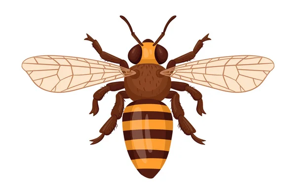 蜂蜜蜜蜂的顶部视图 卡通蜜蜂昆虫 可爱的翅膀蜜蜂 白色背景的带条纹野生大黄蜂平面矢量图解 — 图库矢量图片