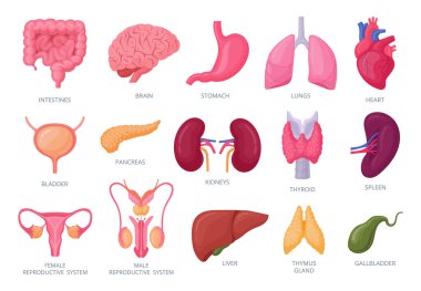 Internal organs. Cartoon human organs, brain, stomach, kidneys, intestine and reproductive system flat vector illustration set. Human internal anatomy clipart