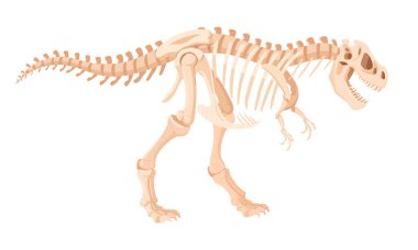 Dino iskeleti. Çizgi film arkeolojik dinozor fosil kemikleri. Jurassic tyrannosaurus raptor düz vektör çizimi. Antik fosil iskeleti