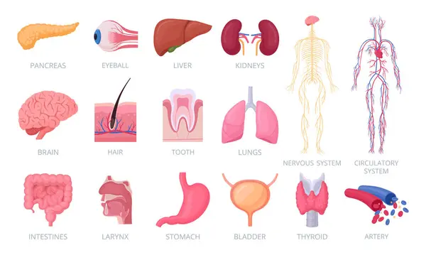Ludzkie Organy Wewnętrzna Zewnętrzna Anatomia Człowieka Mózg Serce Wątroba Oko — Wektor stockowy