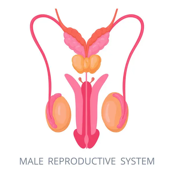 Męski Układ Rozrodczy Genitalia Wewnętrzne Genitalia Anatomia Ludzkiego Ciała Schemat — Wektor stockowy