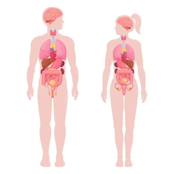 Infografika Ludzkiego Ciała Kreskówka Mężczyzna Kobieta Anatomia Narządy Wewnętrzne Płuca — Wektor stockowy