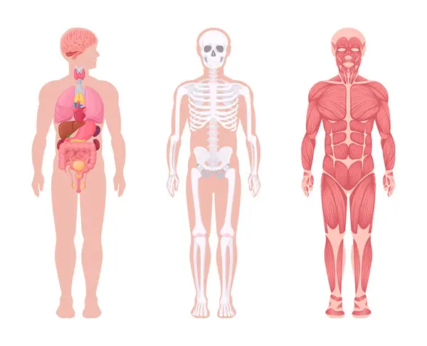 Human Body Systems Cartoon Internal Organs Muscular Skeletal System Human — Stock Vector