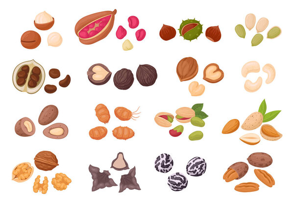 Cartoon nuts set. Organic food, raw walnuts, almonds, macadamia, pecans and cashews, tasty snack for vegetarian diet flat vector illustration set. Nuts and seeds collection