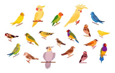 Dekoratif kuşlar. Çizgi filmlerdeki egzotik evcil kuşlar, kanarya, papağan, papağan, papağan ve ispinoz düz vektör çizim seti. Sevimli kuş koleksiyonu