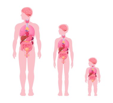Erkek iç organları bilgi veriyor. İnsan, çocuk ve bebek bebek iç organları anatomi şeması, kalp, beyin ve vücut düz vektör illüstrasyonunda üreme sistemi konumu. Erkek vücut diyagramı