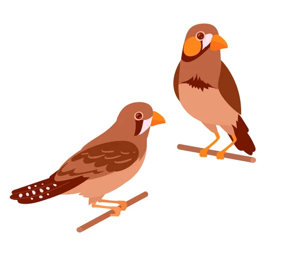 Huisvinken Vogels Schattige Decoratieve Vogels Zitten Baars Vlakke Vector Illustratie — Stockvector