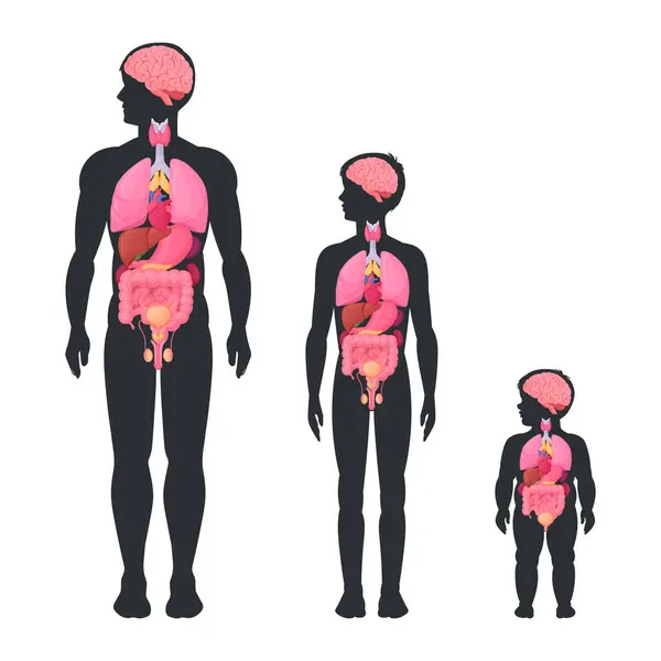 Male Body Diagram Internal Organs Infographic Man Boy Baby Toddler — Stock Vector