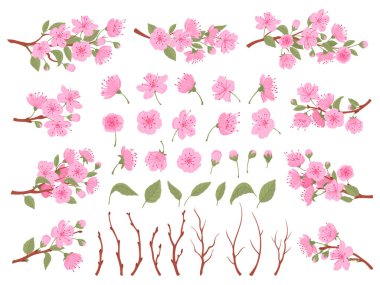 Kiraz çiçeği seti. Sakura çiçek açan dallar, bahar Japon kiraz ağacı yaprakları, çiçekler ve düz vektör illüstrasyon koleksiyonu. Geleneksel Asyalı çiçek açan bitki.