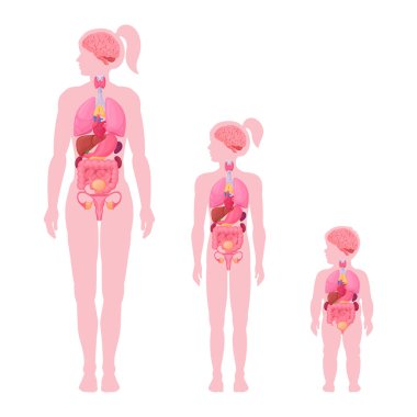 İç organlar bilgi veriyor. Kadın iç organları anatomisi, kadın, kız ve bebek beyni, kalp ve üreme sistemi konumu vücut düz vektör illüstrasyon seti. Kadın gövdesi şeması