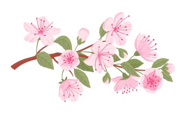 Japon kiraz ağacı dalı. Sakura çiçekleri, bahar çiçekleri yapraklar ve tomurcuklar bembeyaz üzerine düz vektör çizimleri. Geleneksel Asya çiçek açan dalı