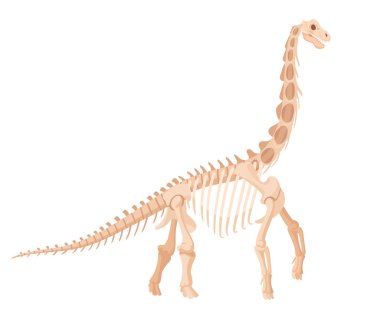 Diplodocus iskeleti. Jurasik büyük otobur dinozor, arkeolojik dinazor fosil kemikleri. Dinozor yiyen düz vektör çizimi. Antik fosil iskeleti