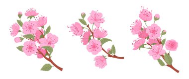 Japon kiraz dalları. Bahar çiçekleri açan pembe sakura ağacı, sakura tomurcukları ve çiçek düz vektör çizim seti. Şirin bir dal koleksiyonu.