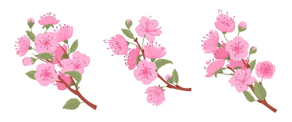 Rami Ciliegio Giapponesi Primavera Fioritura Rosa Albero Sakura Boccioli Sakura Illustrazione Stock