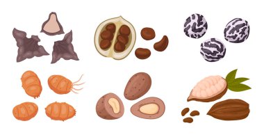 Egzotik fındık. Çizgi film organik çiğ su kestanesi, chufa fındığı ve siyah fındık, vejetaryen diyet düz vektör çizim seti için lezzetli atıştırmalıklar. Beyaz üzerine fındık koleksiyonu