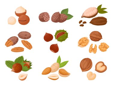 Fındık hazır. Çizgi film organik çiğ badem, macadamia ve ceviz, vejetaryen diyet düz vektör çizim seti için lezzetli atıştırmalıklar. Beyaz üzerine fındık koleksiyonu