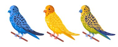 Dekoratif muhabbet kuşları. Yurt içi renkli muhabbet kuşları, sevimli muhabbet kuşları düz vektör çizimi. Beyaz arkaplanda çizgi film kuşları