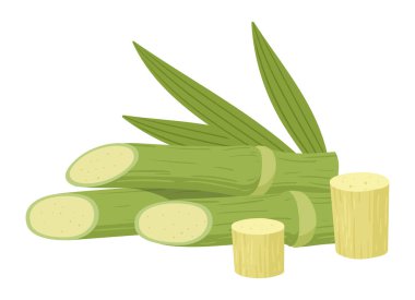 Çizgi film şeker kamışı yeşil yapraklı olur. Şeker kamışı filizleri, doğranmış şeker kamışı bitkileri düz vektör çizimi. Doğal kamış bitkisi hammaddeler