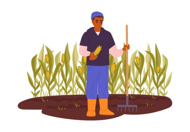 Erkek çiftçi hasat yapıyor. İnsan sebze mahsulü, mısır hasadı düz vektör çizimi. Tarım çiftliği çalışma sahnesi