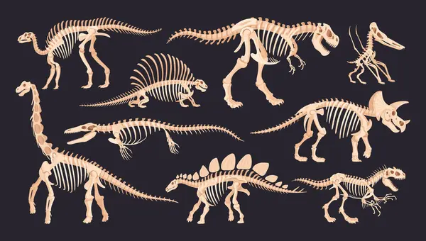 Dinozor iskeletleri. Jurassic dino antik fosil kemikleri, raptor, tyrannosaurus, velociraptor ve spinosaurus düz vektör çizim seti. Çizgi film arkeolojik fosil iskeletleri