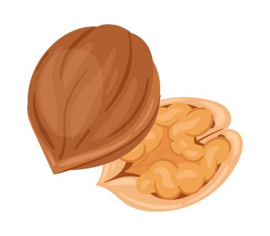 Çiğ ceviz. Kabuklu karikatür cevizi, vejetaryen diyet düz vektör çizimi için lezzetli atıştırmalık. Beyaz üzerine organik ceviz.