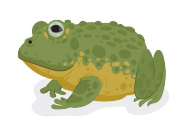 Cartoon toad. Tropical amphibian animal, rain forest frog, pond toad flat vector illustration. Cute toad on white background clipart