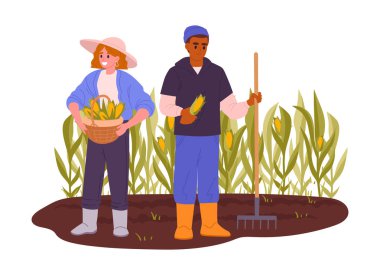 Mısır hasat eden çiftçiler. Kadın ve erkek çiftçiler sebze, organik gıda üretimi düz vektör illüstrasyon. Çiftlik arazisi hasat sahnesi