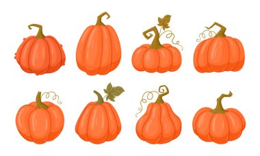 Cadılar Bayramı ve Şükran Günü balkabakları. Cadılar Bayramı portakal kabakları, yapraklı kabak düz vektör çizim seti. Çizgi film sonbahar sonbaharı hasat kabağı koleksiyonu