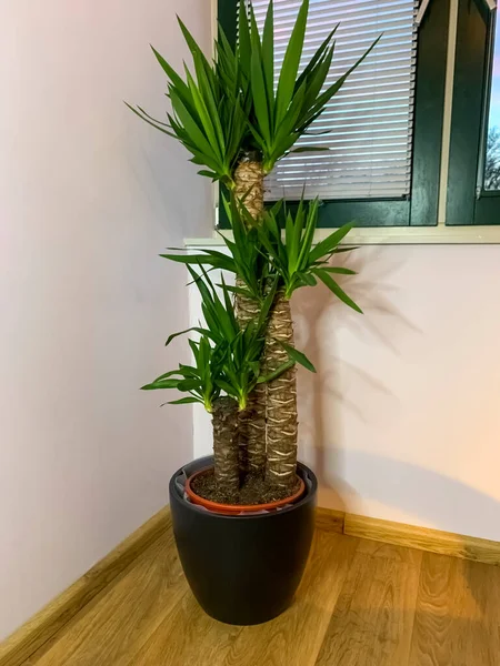 Beautiful indoor palm plant Yucca elephantipes on the floor near the window in the corner of the room