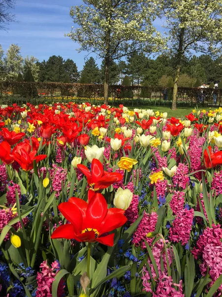 Red tulips in the park. Tulips \