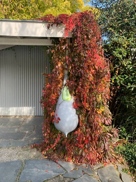 Rain barrel. Creative water barrel and roof with climbing Parthenocissus