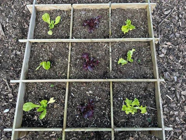 Seedlings growing in the garden. Wooden box with lettuce sativa seedlings outdoors close-up. Organic vegetable garden