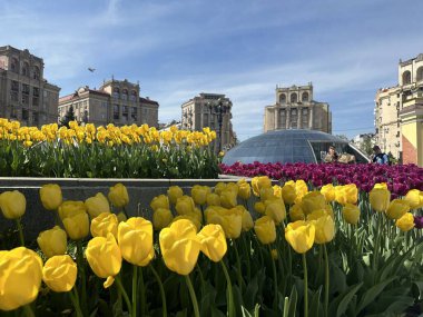 Kyiv, Ukrayna, 3 Mayıs 2023: Meydan Nezalezhnosti 'deki laleler