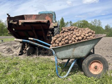 Patatesli araba ve patates yetiştiricisi. Patates ekmeye hazırlanıyorum.