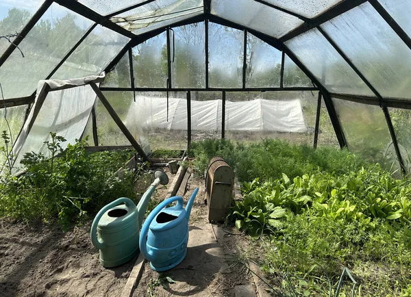 Invernadero Con Plántulas Verdes Eneldo Tomates Lechuga Latas Agua Calentador —  Fotos de Stock