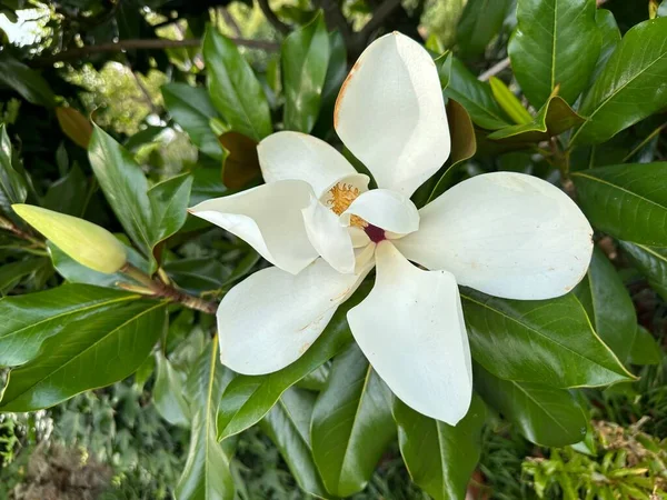 Blooming Magnolia Grandiflora Close Plant Has Fragrant Flowers Leaves Petals — Stock Photo, Image