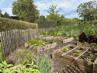 Sebze bahçesinde kaldırılmış yataklar. Marul sativa ve bitkiler tahta kutularda. Organik sebze bahçesi