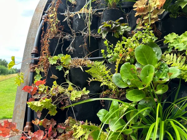 Yeşil duvar. Bitkiler için keçeli cepleri olan siyah saksılar.