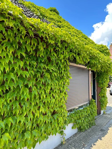 Living roof. Green roof and wall of house covered by green ivy leaves. Natural decoration of walls of houses